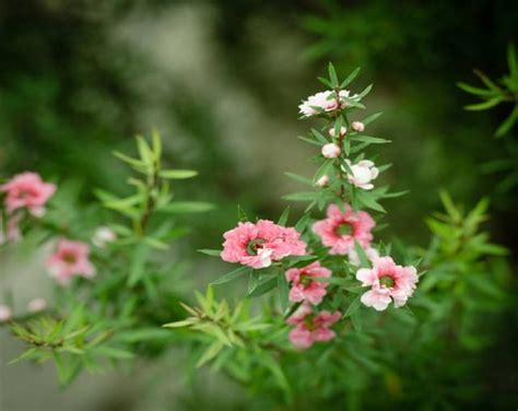 日柱 天干 松紅梅 種植